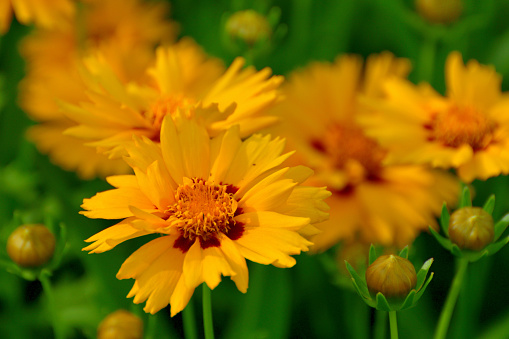 yellow flowers in a green garden
