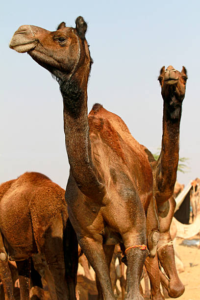 istock Close-up of Camel at Pushkar 158695742