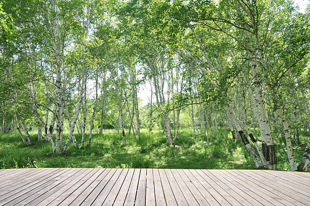 Floresta de bétula com madeira Urbana - fotografia de stock