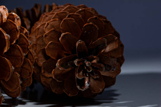 istock biological example of fibonacci spirals seen at a pine cone 1586963750