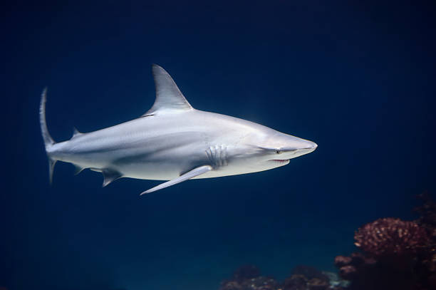 Lone blacktip shark swimming in the deep blue ocean a shark with blood on its mouth (zoom in to view) in deep blue water with coral in background blacktip reef shark stock pictures, royalty-free photos & images