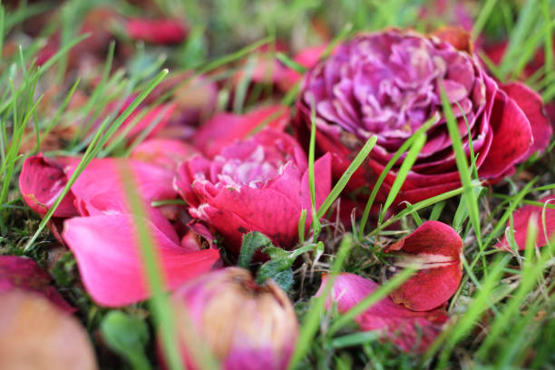 istock dead petals of a rose on the grass 1586971991
