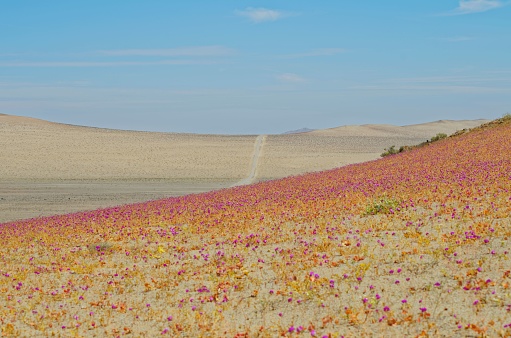 A stunning view of the Atacama desert dotted with purple flowers