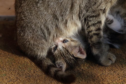 mother cat nursing kitten