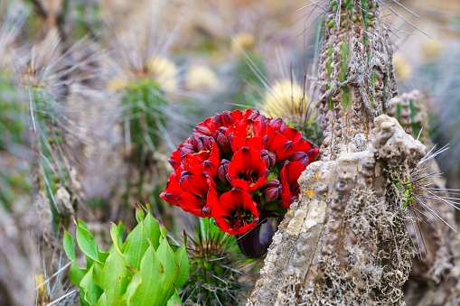 A close-up of vibrant red Bomarea ovallei flowers growing on a cactus