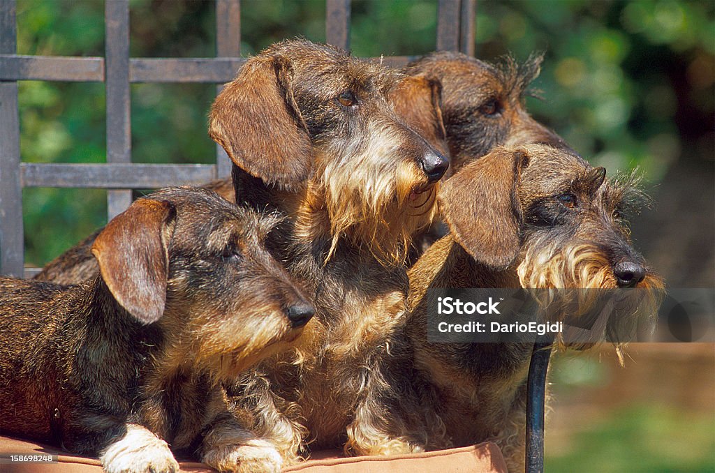 Animali cane Korthal - Foto stock royalty-free di Animale