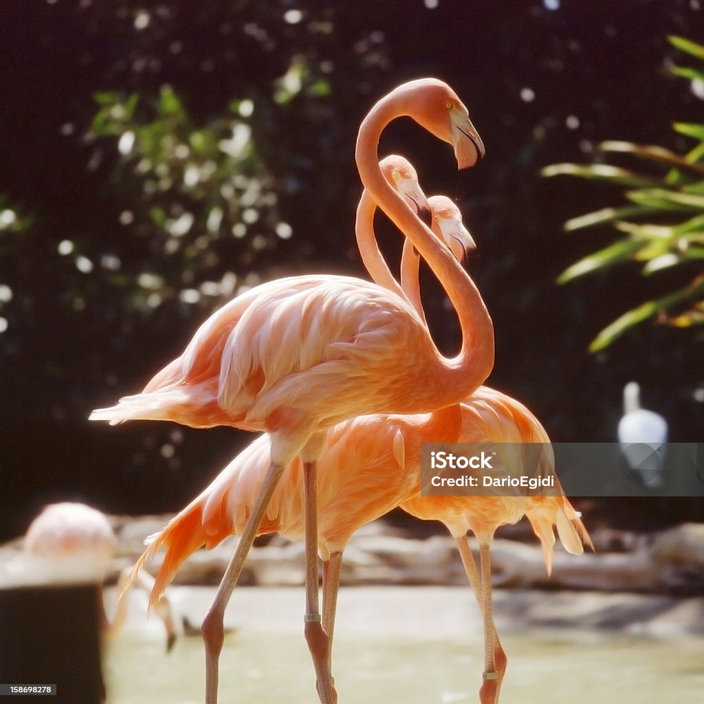 Fenicottero uccello animali - Foto stock royalty-free di Animale