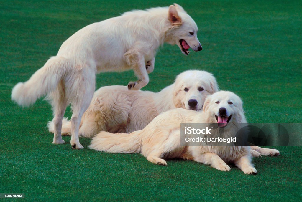 Animali cane Pastore maremmano - Foto stock royalty-free di Animale