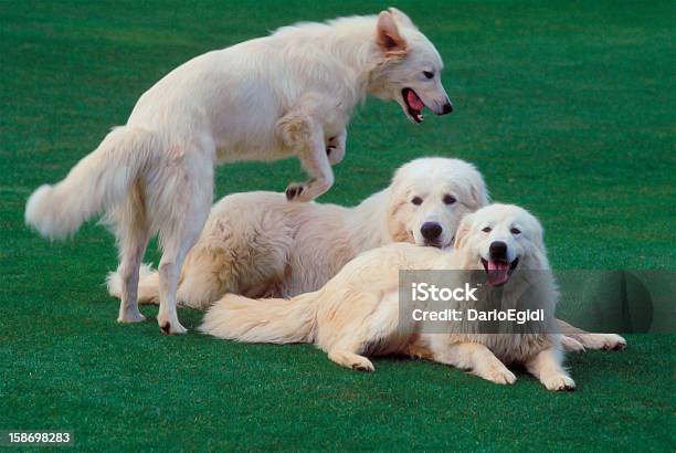 Animali Cane Pastore Maremmano - Fotografie stock e altre immagini di Animale - Animale, Cane, Cane di razza