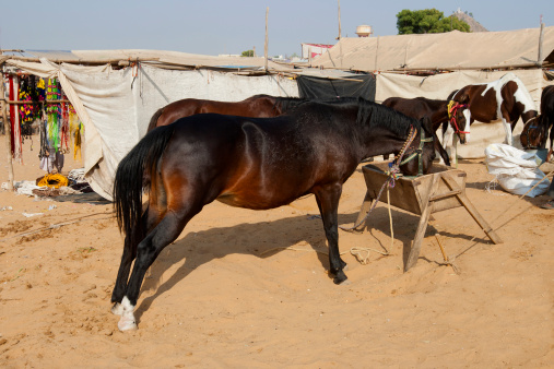 Marwari horse for sell at famous cattle's fair at Pushkar, Rajasthan, India.