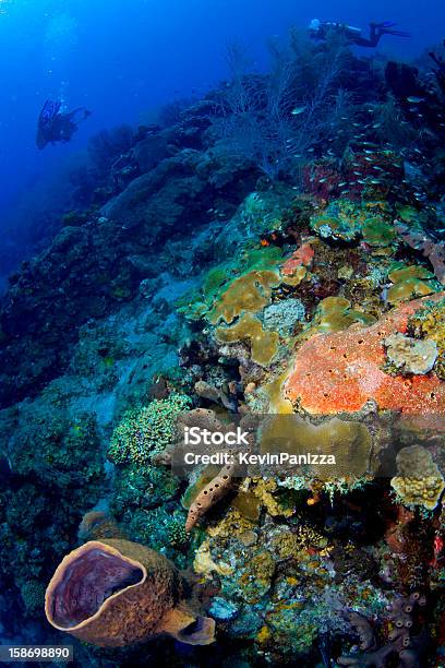 Variopinta Barriera Corallina A Santa Lucia - Fotografie stock e altre immagini di Acqua - Acqua, Barriera corallina, Clima tropicale