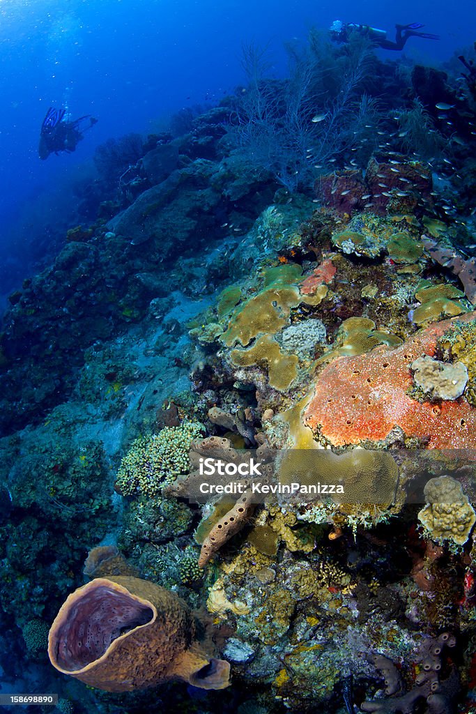 カラフルな珊瑚礁に St .Lucia - カリブ海のロイヤリティフリーストックフォト