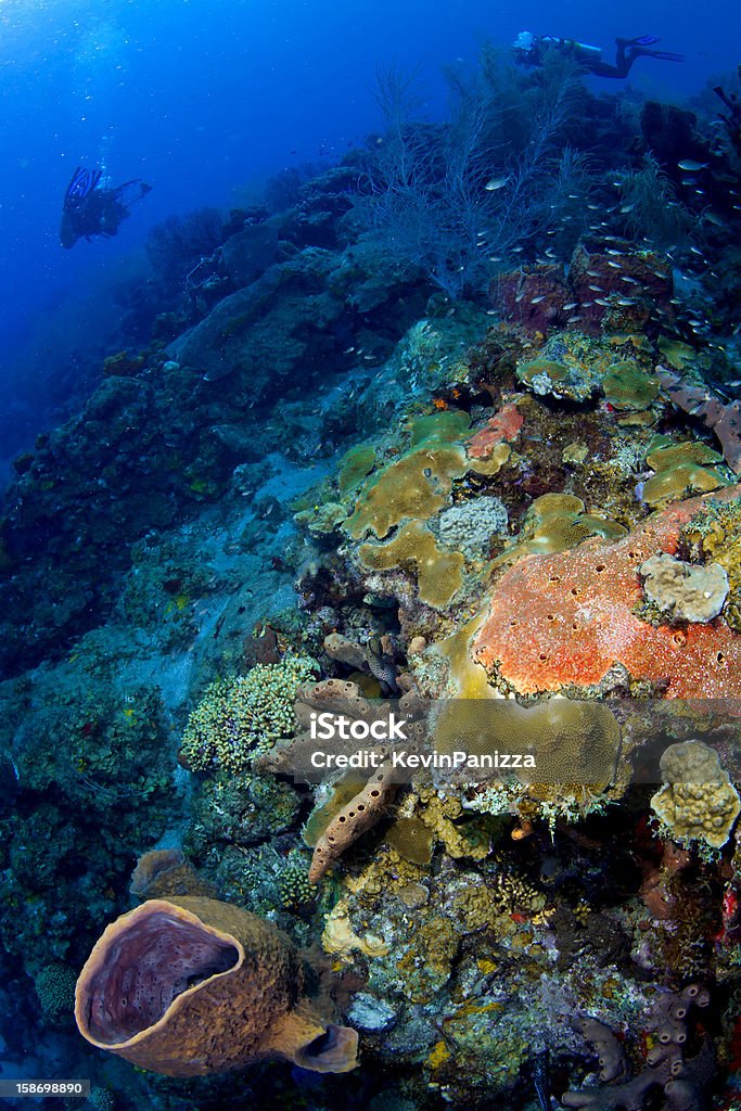 Colorido recife em St Lucia - Foto de stock de Animal selvagem royalty-free