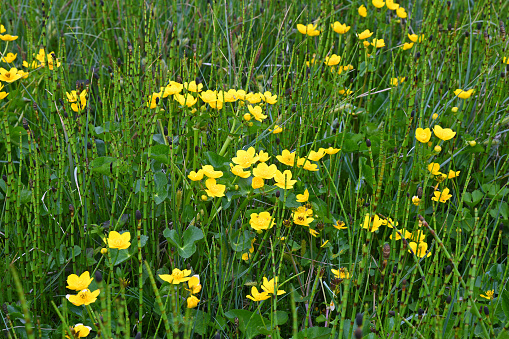 Full frame view of yellow wildflowers in a Wyoming meadow.