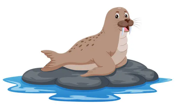 Vector illustration of Cartoon walrus on the rock isolated on white backround. Vector illustration