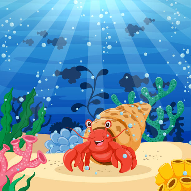 Cartoon hermit crab with beautiful underwater world. Vector illustration use this product for your needs, but you may not sell it again in the form of a design hermit crab stock illustrations