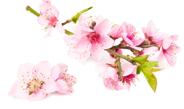 istock peach flowers isolated on white background. spring flowers. 1587000692