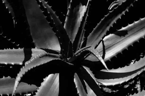 Photo of USA California Los Angeles Playa Vista May 8 2023 very beautiful aloe plant photo black and white