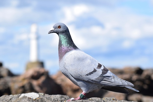 A series of photographs of an individual pigeon resting on coastal cliffs with the sea pier in the background.