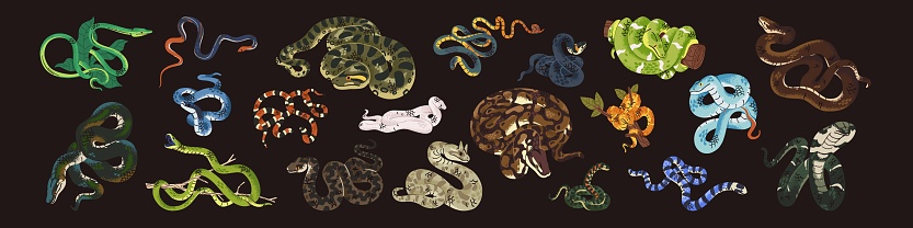 Dangerous snakes set. Exotic animals, jungle reptile, deadly fauna, venomous serpent: anaconda, python, cobra, viper, green boa, natrix, black mamba, taipan in zoo. Flat isolated vector illustrations.