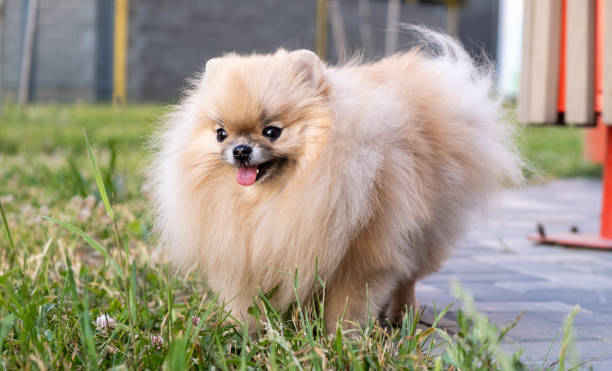istock Pomeranian spitz portrait close up. Spitz on a walk in the park 1587041021