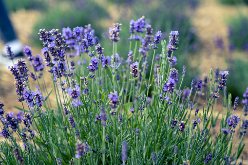 Close-up image of beautiful summer flowering, Lavender, purple flowers in Terracotta pots