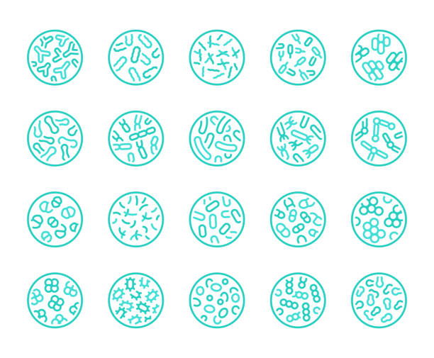 690+ Prebiotic Icon Stock Illustrations, Royalty-Free Vector Graphics ...