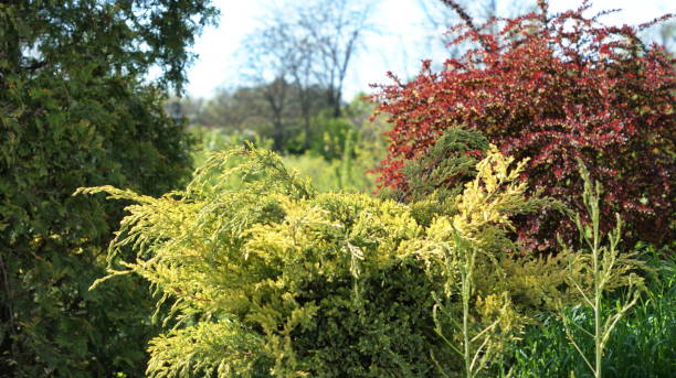 istock Nature's Palette - Vibrant Grass and Coniferous Trees in Botanical Garden 1587045382