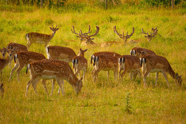 Four Fallow Deer ambling across a meadow in Spring.