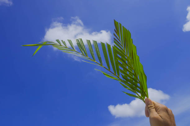 istock Someone is holding palm leaves against a blue sky background 1587048708