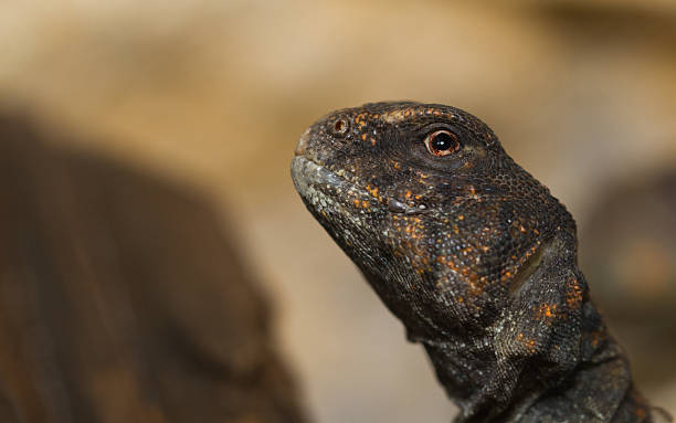 istock Egyptian Uromastyx 158706008