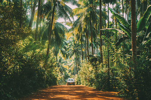 Goa, India. Car Moving On Road Surrounded By Palm Trees In Sunny Day.