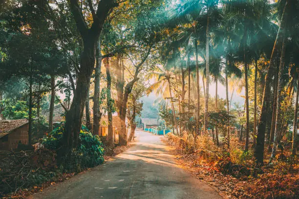 Photo of Goa, India. Country Road Through An Indian Village. Morning Dawn Haze Enveloped Palm Trees