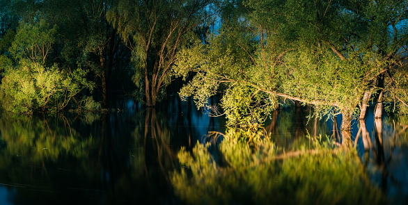 panorama Night landscape with Trees that Standing In Water During Spring Flood floodwaters in moonlight. Trees woods in Water deluge During A Spring Flood. Beautiful spring landscape with reflection in river. inundation Lake Or River. Close
