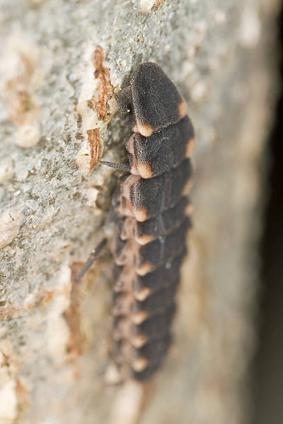 istock Common glow-worm lampyris noctiluca sitting on tree, macro photo 158706437