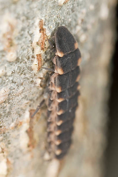 Common glow-worm lampyris noctiluca sitting on tree, macro photo Common glow-worm lampyris noctiluca sitting on tree, macro photo lampyris noctiluca stock pictures, royalty-free photos & images