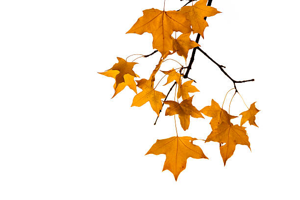 istock yellow maple leaf in autumn isolated on white background 158706463