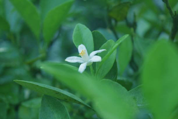 istock Delicate white lemon flower blooming atop a lush green foliage 1587073727