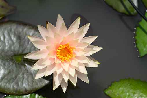 Pink water lily flower blooming in the pond, Top view