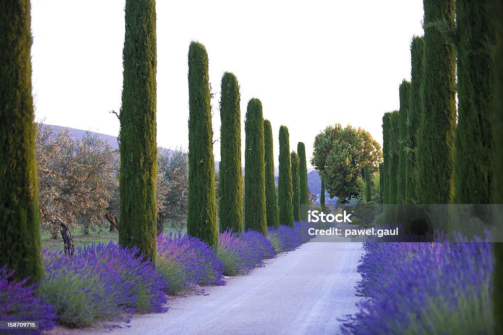 Lavender alley Road Stock Photo
