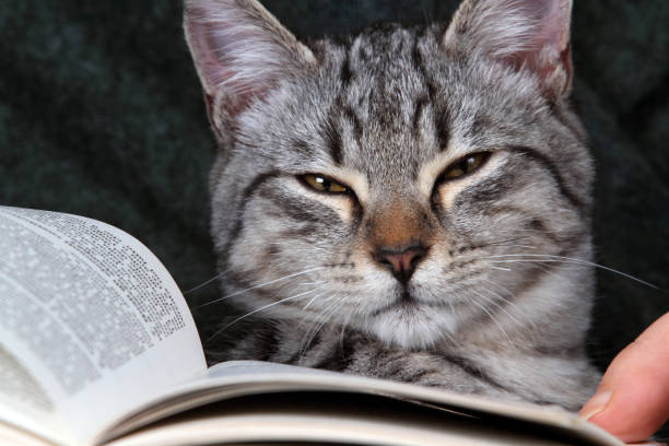 istock read a book and study with the cat in your arms 1587101172