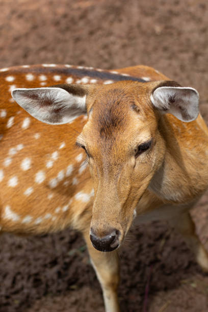 istock deer in the farm. Relax time on day. 1587107798