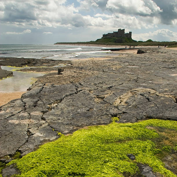 bamburgh castle in square-format - bamburgh lichen beach sky stock-fotos und bilder