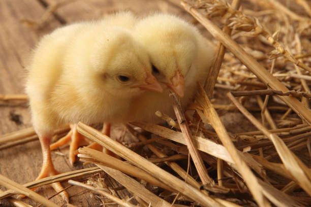 poultry farming - the newly hatched yellow chicks