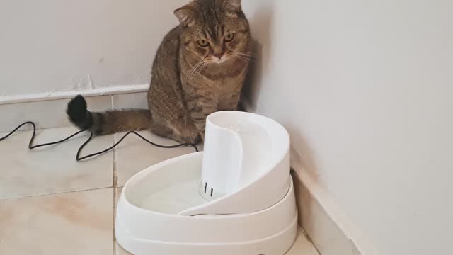Cat looking a pet water fountain