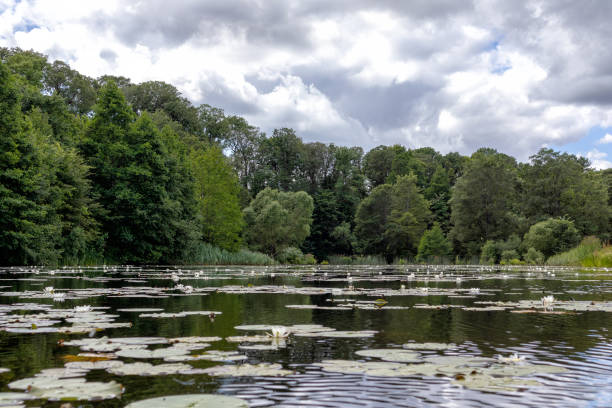 istock A lake with white water roses and trees in the background 1587130651