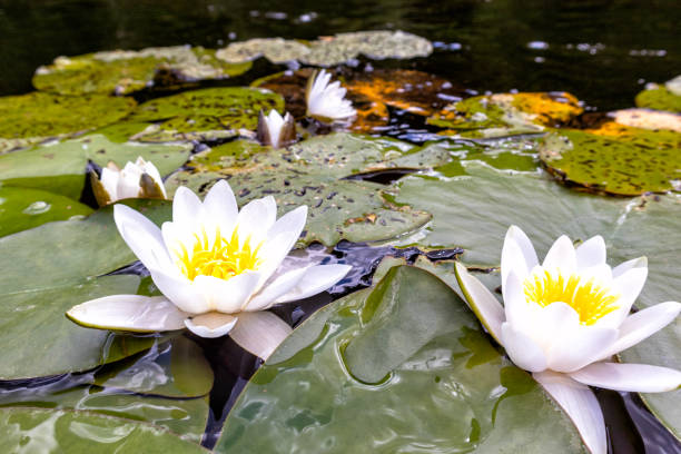 istock water lilies in a pond 1587131184