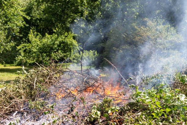 istock Fire with smoke on the background of green trees 1587131214