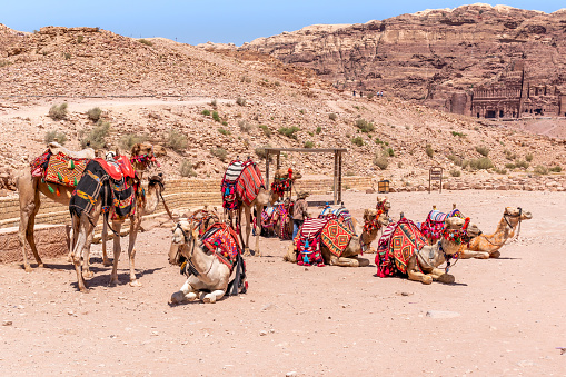 A group of camels in Petra.