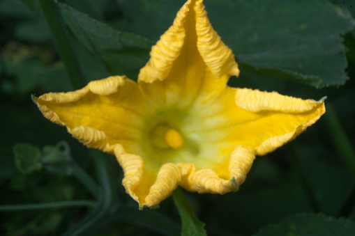 Flower yellow color squash field pumpkin detail extreme closeup texture